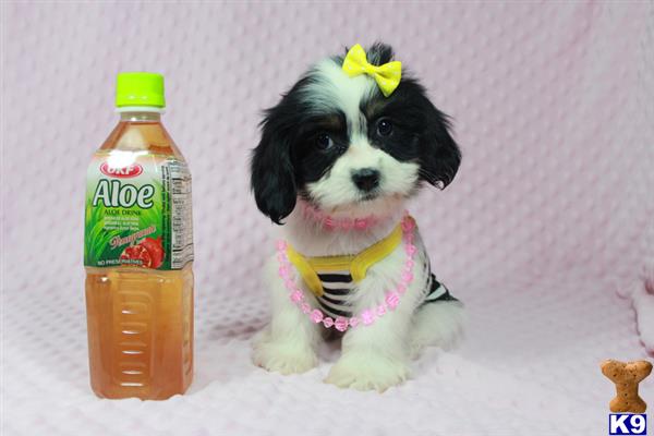 lvpuppyheaven Picture 1